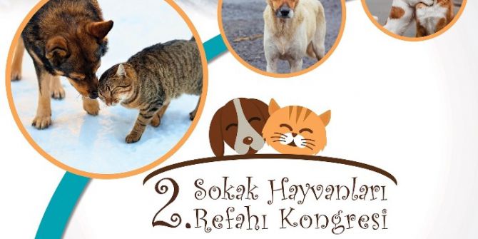 Sokak Hayvanları Refahı Kongresi Nilüfer’de Yapılacak