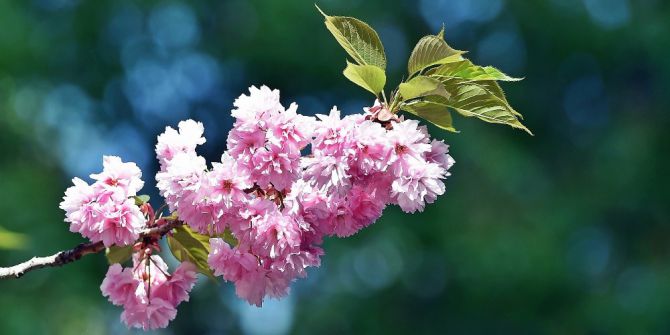 Dikmen Vadisi’nde Japon Kirazı Güzelliği