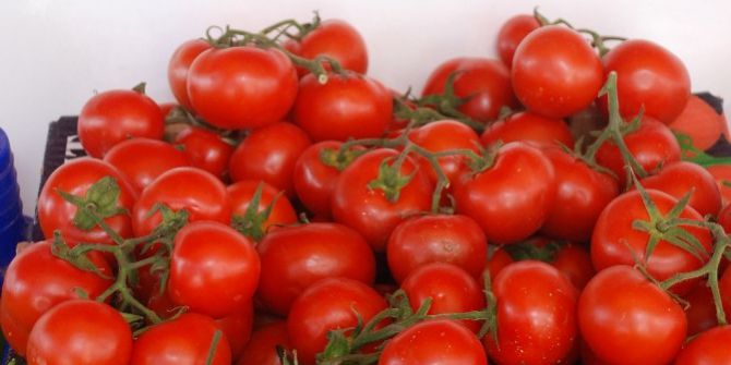 Tokat’ta Domates Ekim Sahası Yüzde 30 Oranında Azaldı