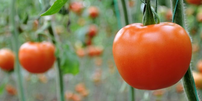 Domatesin Ateşi Düştü