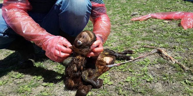 Ağrı’da Tek Gözlü Kuzu Dünyaya Geldi