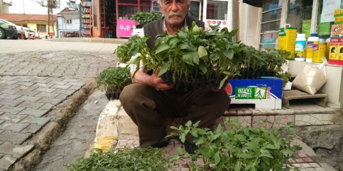 Hisarcık’ta Sebze Fidesi Satışları Arttı