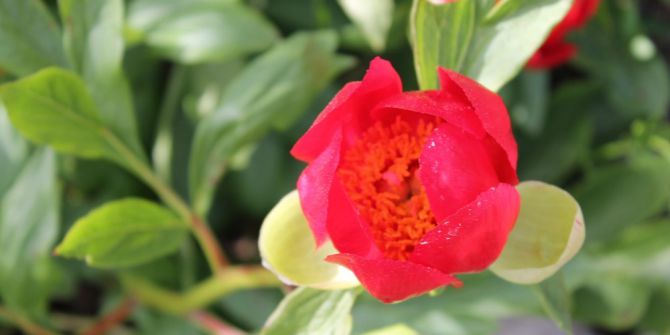 Kan Çiçekleri Görenleri Büyülüyor