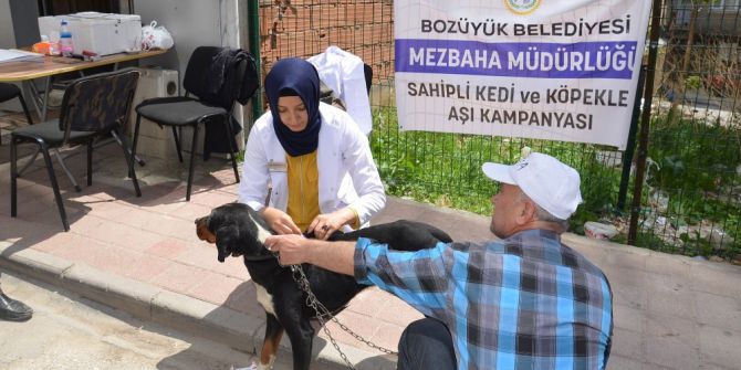 Bozüyük’te 304 Sahipli Köpek Aşılandı