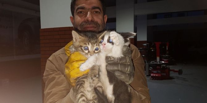 Kediler Ölmesin Diye Aracının Kaportasını Kırdırdı