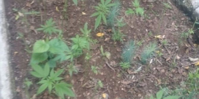 Fethiye’de 510 Kök Kenevir Ele Geçirildi