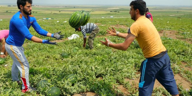 Adana’da Turfanda Karpuz Hasadı Başladı