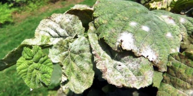 Samsun’da Fındıkta Yaygın Küllenme Belirtisine Rastlandı