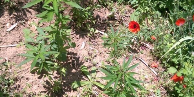 Alanya’da 36 Kök Hint Keneviri Ve Ruhsatsız Av Tüfeği Ele Geçirildi