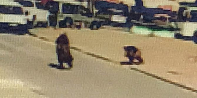 Şehre İnen Yaban Domuzu Genç Kadını Kovaladı