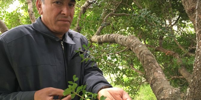 Türkiye, Kilosu Bin 500 Liraya Kadar Çıkan Sakız Üretiminde İddialı