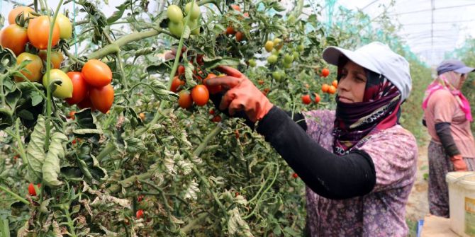 Gazipaşa Domatesi Dünyaya Dağılıyor