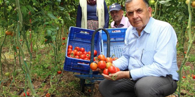 Üreticiler Domatesteki Fiyat Artışından Memnun