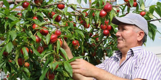 Nektarin Kızardıkça Üreticisi Güldü