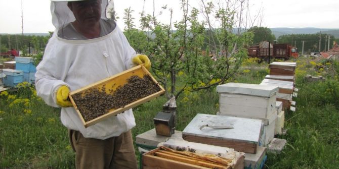 Arılara İlkbahar Bakımı
