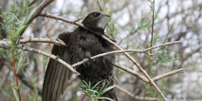 Ebabil Kuşu Iğdır’da İlk Defa Halkalandı