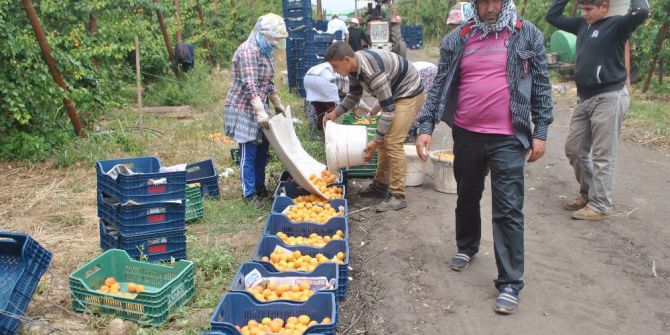 Hatay’da Kayısı Hasadı Başladı
