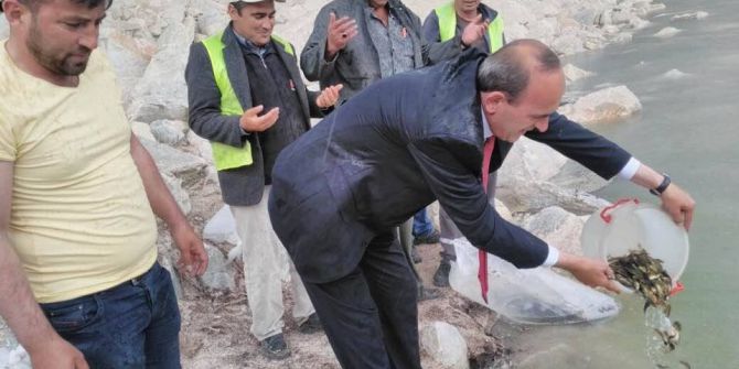 Çavdarhisar Sulama Barajına Pullu Sazan Bırakıldı