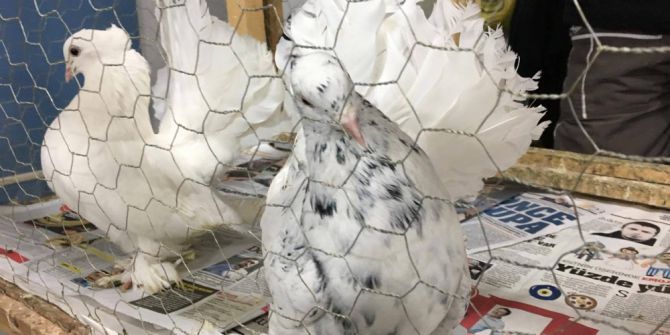 Tokat’ta Mezat Kültürü Yaşatılmaya Devam Ediliyor