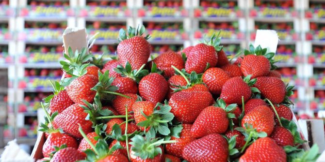 Çileğin Başkentinde Hasat Bereketi