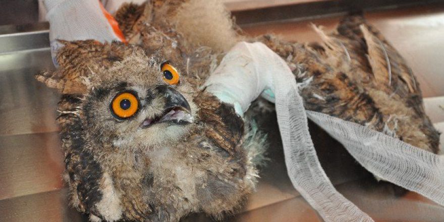 Yaralı Baykuş Tedavi Altına Alındı