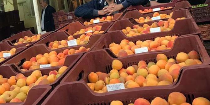 Kayısıda Altın Yıl