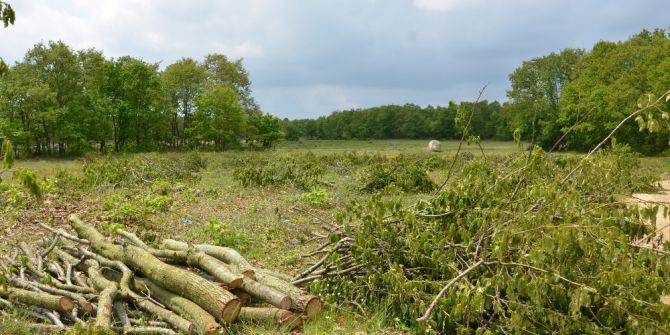 Silivri’de Ormanlık Alandaki Ağaçların Kesilmesine Tepki