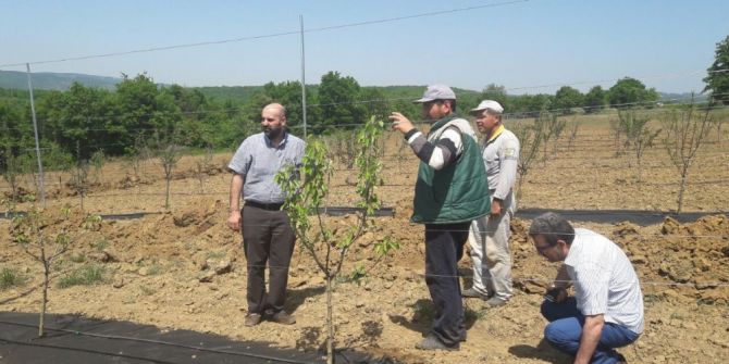 Uygulama Merkezindeki Fidanlar Meyve Vermeye Başladı