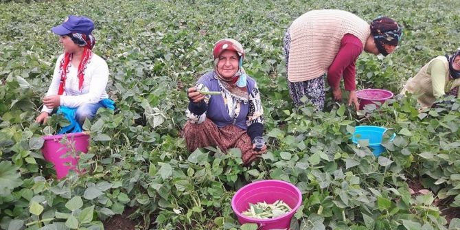 Payas’ta Taze Fasulye Hasadı Başladı