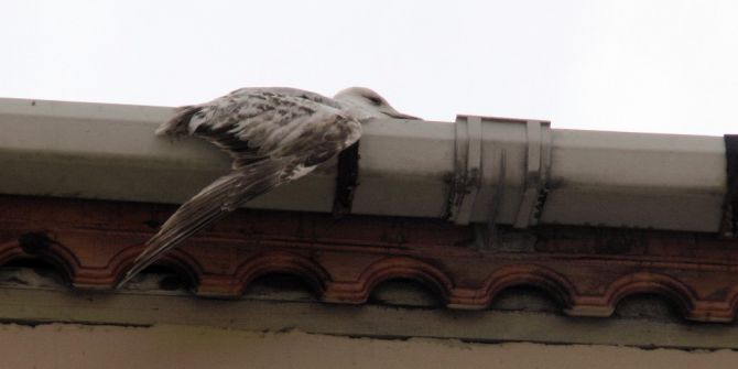 Su Borusuna Sıkışan Martıyı İtfaiye Kurtardı