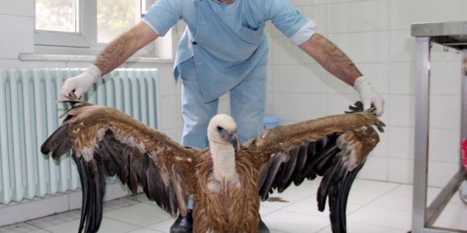 Vurulan Akbaba Tedavi Altına Alındı