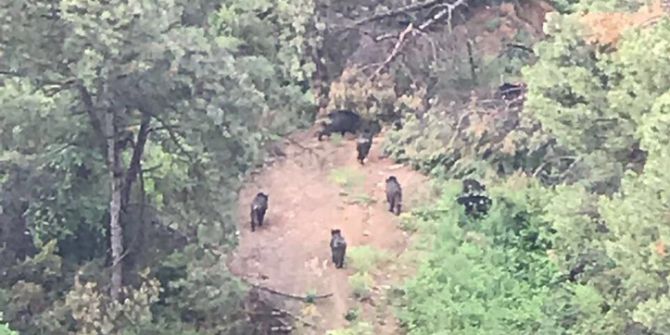 İstanbul’da Ormanlık Alanda Şaşırtan Görüntü