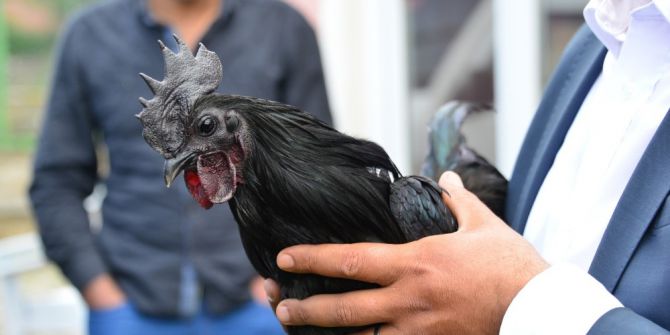 Süs Tavukları Açık Arttırmayla Satıldı