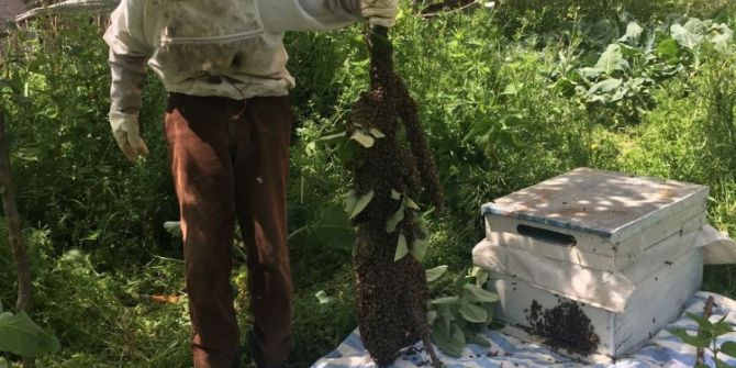 Yaşlı Dedenin Oğul Arısı Sevinci