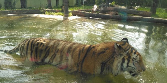 Hayvanat Bahçesine Ziyaretçi Akını