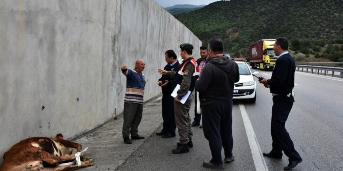 Kastamonu’da D-100 Karayoluna İnek Düştü