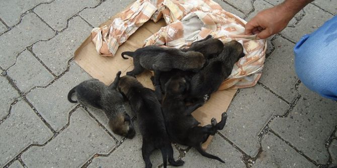 Kulp’ta Bulunan Yavru Kurtlar Koruma Altına Alındı