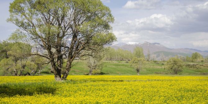 Düğün Çiçekleri Doğayı Sarıya Bürüdü