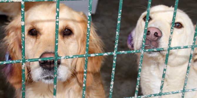 Çankaya Belediyesi 133 Can Dostuna Yeni Yuva Buldu