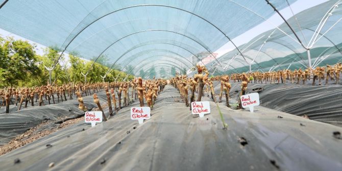 ’Aşılı Asma Fidanı Üretimi Projesi’ Hayata Geçiyor