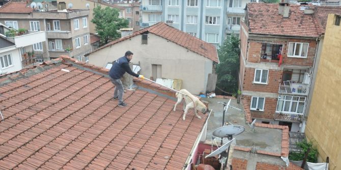 Mahsur Kalan Köpek İçin Seferberlik
