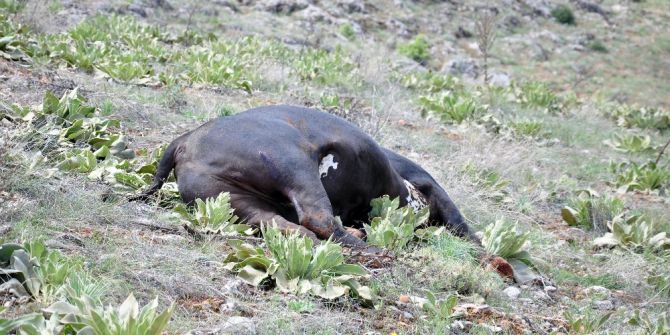Mezbahadan Kaçan Danalar, Vurularak Durdurulabildi