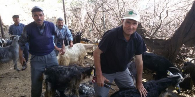 Milas’ta Yörükler İmece Usulüyle Keçi Kırkımı Yaptı