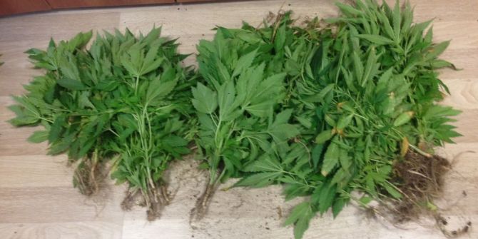 Saksıda Kenevir Yetiştirdi