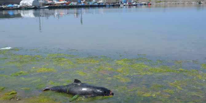Alaplı Limanında Ölü Yunus Balıkları Bulundu