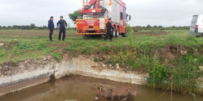 Havuzda Eşek Kurtarma Operasyonu