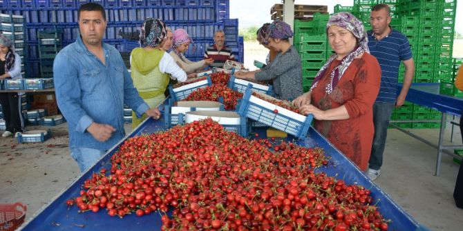 Kiraz Pazarında Yoğun Hareketlilik