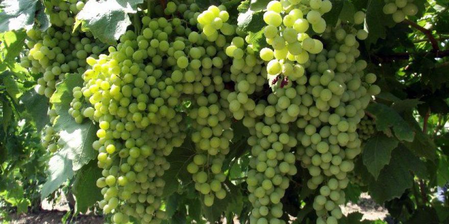 Yaş Üzüm Sektörü Rusya’dan Gelecek Haberi Bekliyor