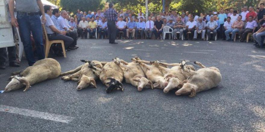 Koçarlı’da 7 Kurban Birden Kesildi