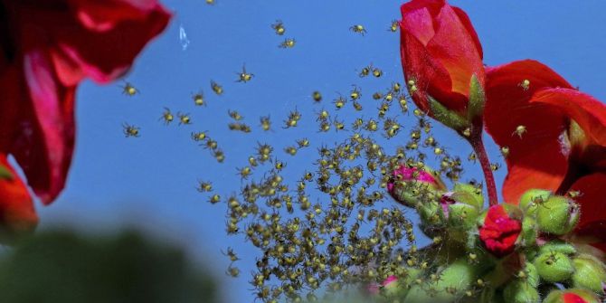 Yumurtadan Yeni Çıkan Örümcek Yavruları Bahar Mesaisinde